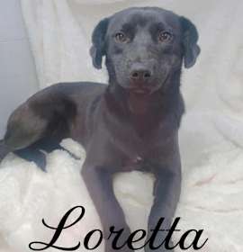 Photo of Loretta *foster needed*