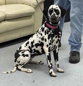 Photo of Lavender Moon