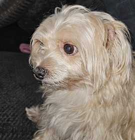 Photo of Alfred (Alfie)