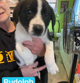 Photo of Rudolph (7wk PUPPY)