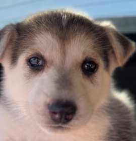 Photo of Tala (FKA Aurora)