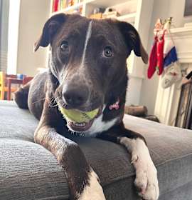 Photo of Tootsie Roll