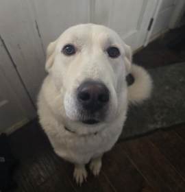 Oreo and Nymria photo 1