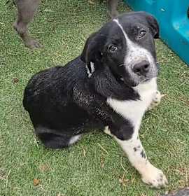 Lucy the dog photo 1