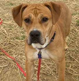 Photo of Pixie Glitter