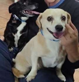 Photo of Howie and Max