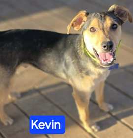 Photo of Kevin (7mo PUPPY)