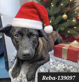 Photo of Reba *foster needed*