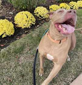 Tawny CM 7/20 photo 2