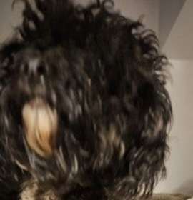 Minnie-adopted! photo 2