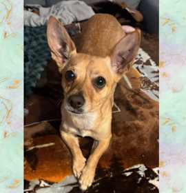 Photo of ROLO– 3-1/2 YEAR MALE CHIHUAHUA