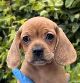 Photo of Funshine Bear