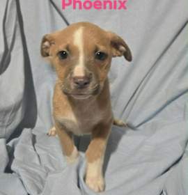 Photo of Phoenix