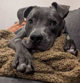 Photo of 817 (2025) Axel