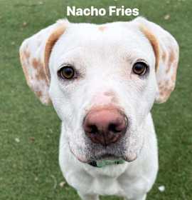 Photo of Nacho Fries