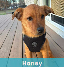 Photo of Honey