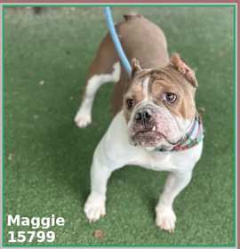 Photo of MAGGIE