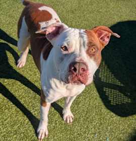 Photo of Cindy Lou Who