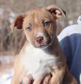 Photo of CT Manicotti