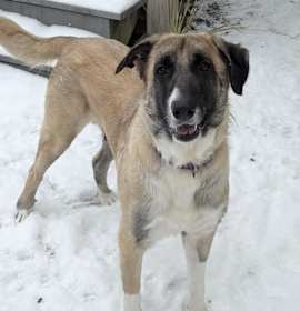 Photo of Mouse *in Foster*