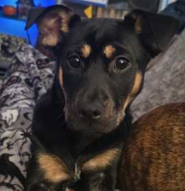 Photo of Blue - Courtesy Post