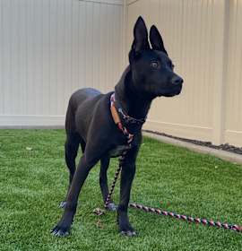 Photo of Ross A2242843