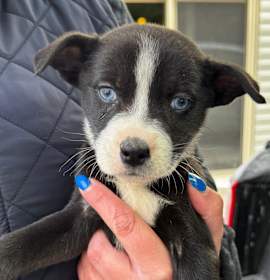 Photo of NY Piper Avail Jan 10