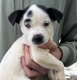 Photo of NY Paisley Avail Jan 10