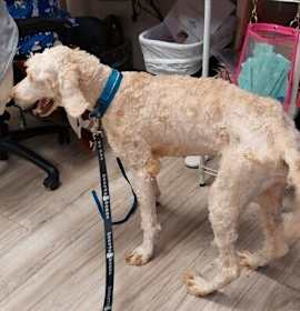 Annie (Chewie) photo 2