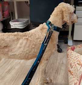 Annie (Chewie) photo 3