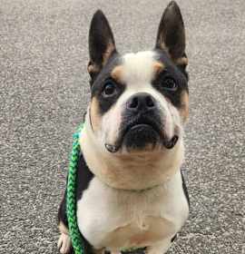 Photo of Chicken Nugget