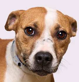 Photo of Lester Jenkins