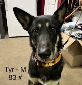 Photo of Tyr