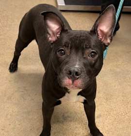 Photo of Ember XII 82