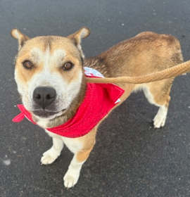 Photo of Butterscotch