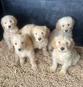 Photo of Golden Doodle X 5