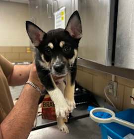 Photo of Gusty Smurf