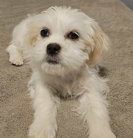 Photo of Elsa (Bonded with Anna)