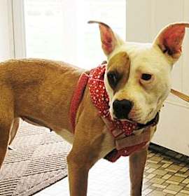 Photo of Girl-Girl (aka Grunt)