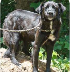 Photo of THOMAS - AUG 11