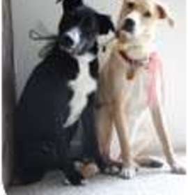 Photo of ALY - ownr surrndr, well behaved, 18 mos, luv bug2