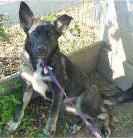 Photo of LAILA - Laid Back, Beautiful - Gentle, loving