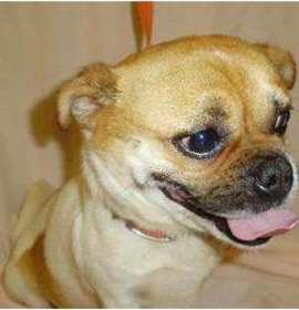 Photo of Annie ADOPTN PNDG!