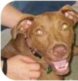 Photo of Gracie ADOPTN PNDG!