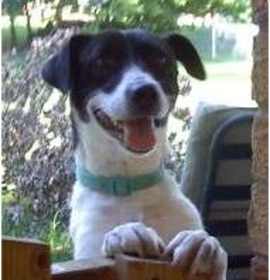 Photo of Lacie URGENT!