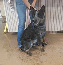 Photo of Blue Heeler