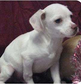 Photo of Casper ($150)