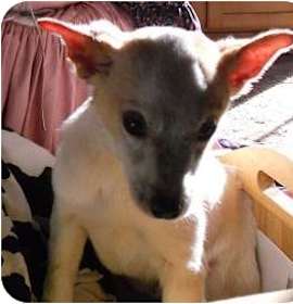 Photo of Bolt ($150)