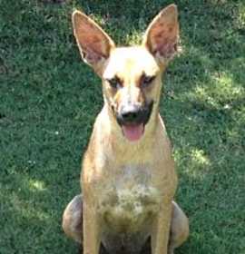 Photo of Deli   URGENT