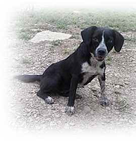 Photo of Bitsy & Balto NEED FOSTER